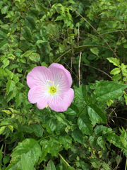Oenothera speciosa