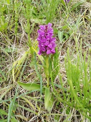 Dactylorhiza purpurella