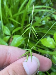 Carex collinsii