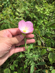 Oenothera speciosa