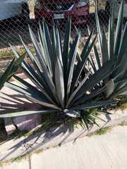 Agave tequilana