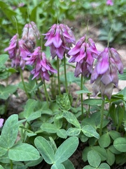 Trifolium brandegeei