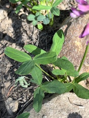 Trifolium brandegeei