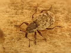 Grypus brunnirostris