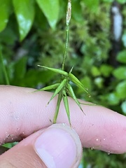 Carex collinsii