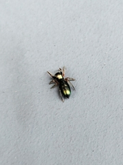 Tutelina similis