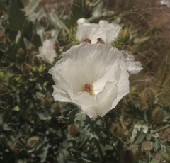 Argemone platyceras