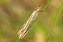 Crambus pratella