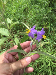 Solanum elaeagnifolium