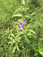 Solanum elaeagnifolium