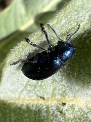 Chrysochus cobaltinus