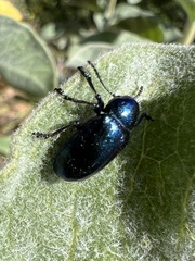 Chrysochus cobaltinus