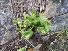Mertensia longiflora