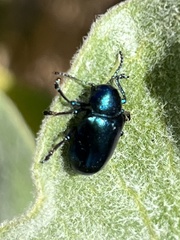 Chrysochus cobaltinus