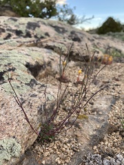 Boechera microphylla
