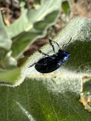 Chrysochus cobaltinus