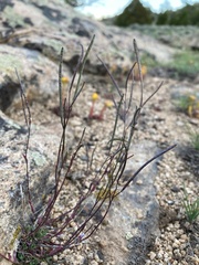 Boechera microphylla