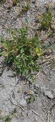 Astragalus douglasii