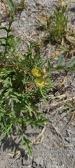 Astragalus douglasii