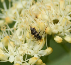 Molorchus bimaculatus