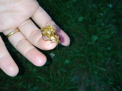 Amphimallon solstitiale solstitiale