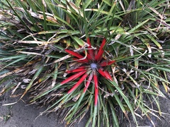 Fascicularia bicolor