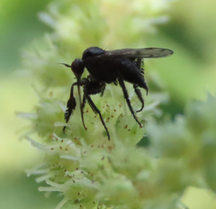 Empis clausa