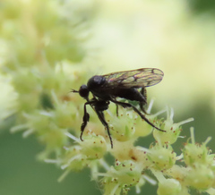 Empis clausa