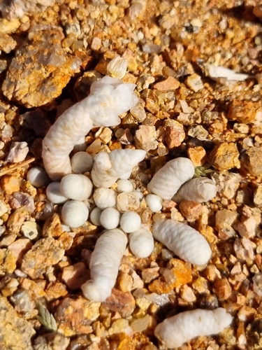 Avonia albissima