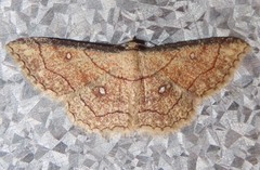 Cyclophora coecaria