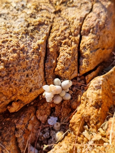 Avonia albissima