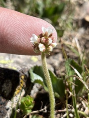 Micranthes rhomboidea