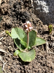 Micranthes rhomboidea