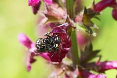 Hylaeus difformis