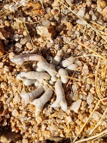 Avonia albissima