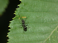 Formica fusca