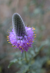 Dalea ornata