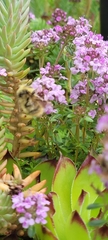 Bombus mixtus