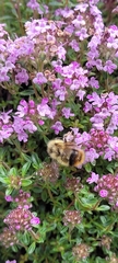Bombus