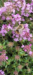 Bombus