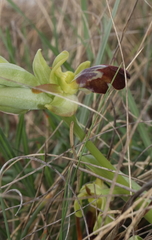 Ophrys vasconica