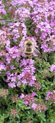 Bombus