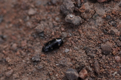 Glischrochilus siepmanni