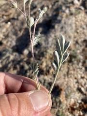 Potentilla effusa