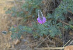 Dalea ornata