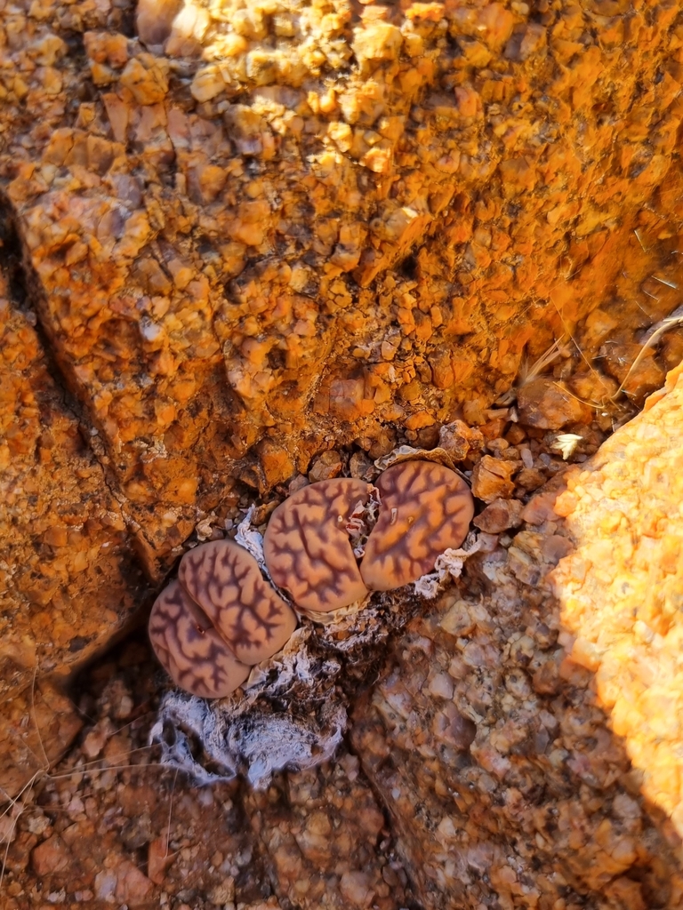 Lithops karasmontana, Luderitz, NA-KA, NA