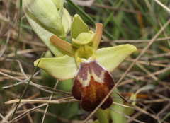 Ophrys vasconica