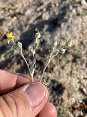 Potentilla effusa