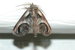 Paectes oculatrix