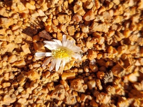 Lithops karasmontana